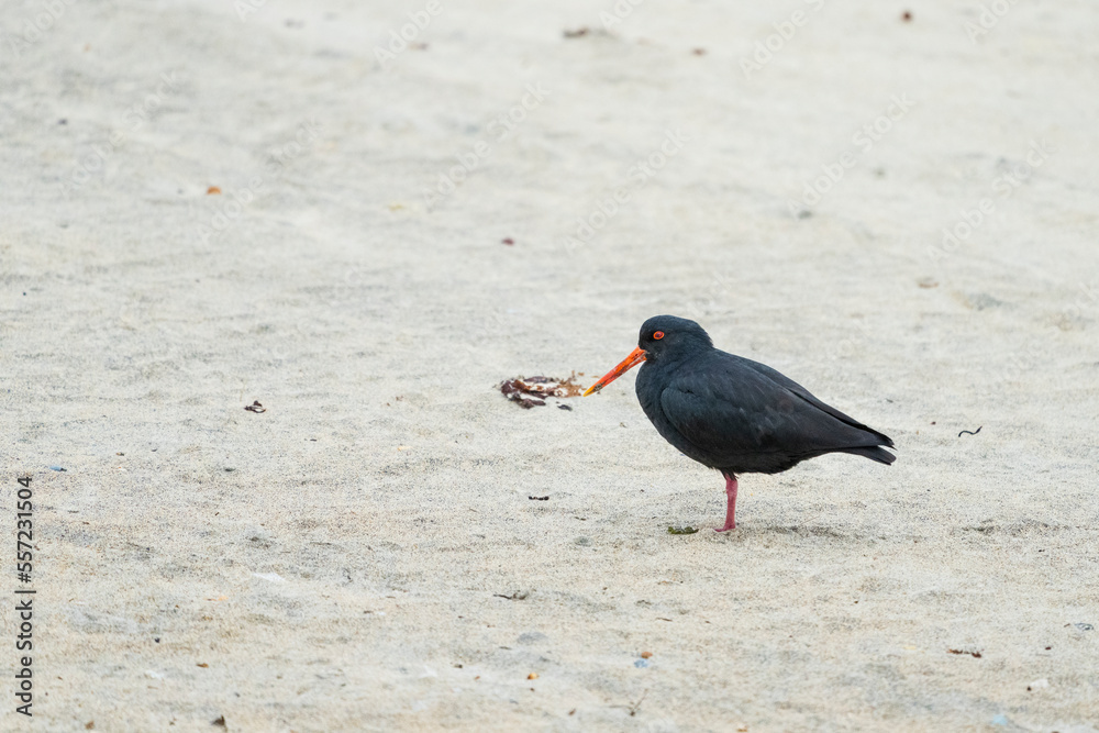 Variable Oystercatcher (Haematopus unicolor) Variable Oystercatcher (Haematopus unicolor)