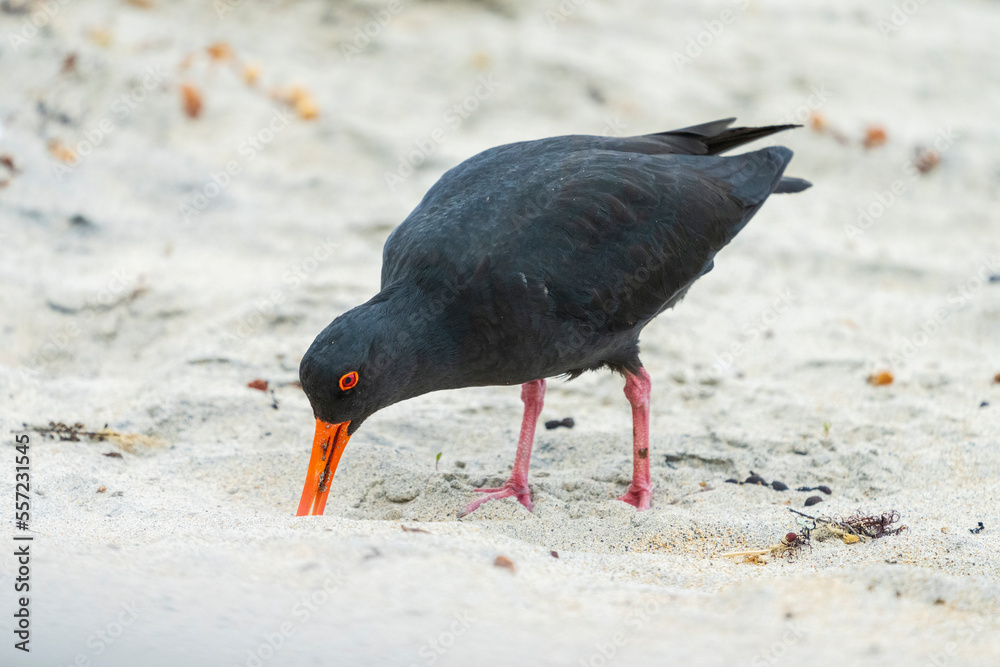 Variable Oystercatcher (Haematopus unicolor) Variable Oystercatcher (Haematopus unicolor)