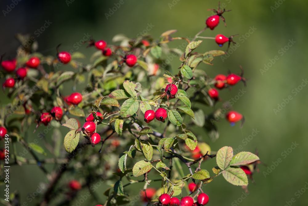 Obraz premium Rosehip and ripe fruits. A branch with leaves and fruit on a sunny fall day.