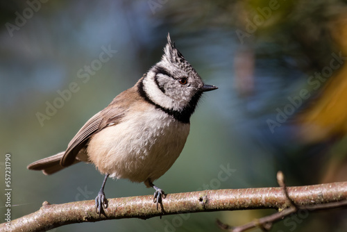 European crested tit, or simply crested tit, Lophophanes cristatus, sitting on a twig, very pretty bird with a tip on its head