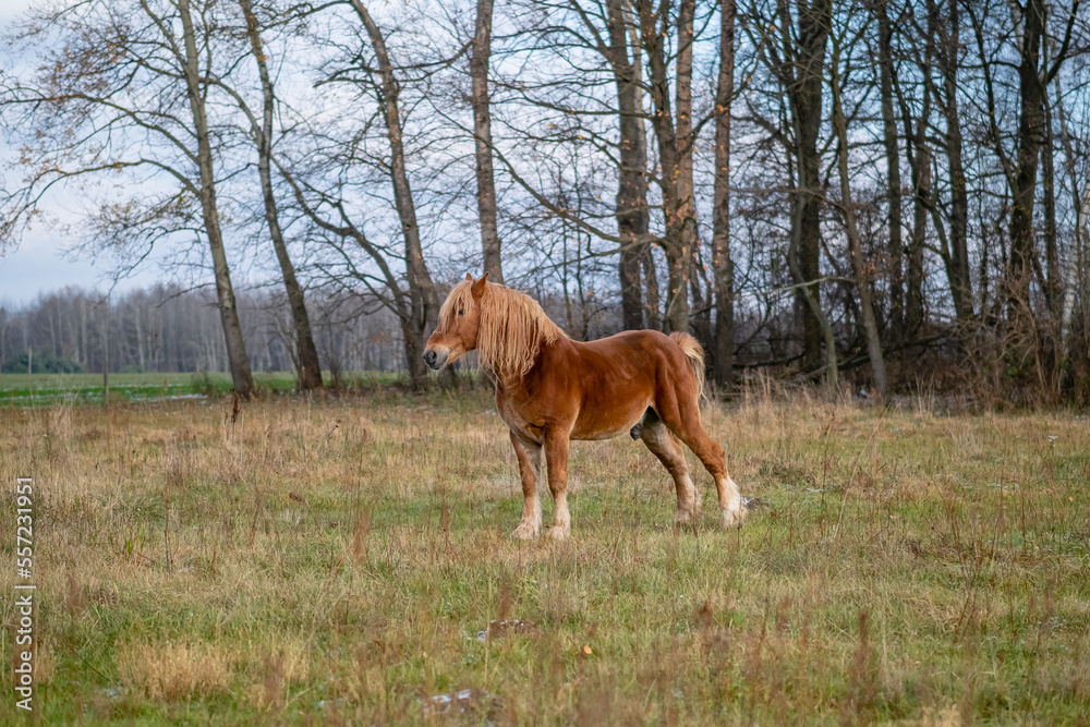 Fototapeta premium horse in field