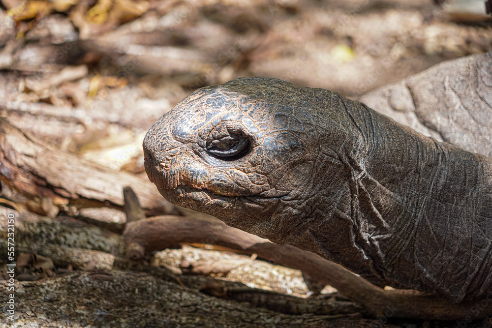 Mauritius giant land turtle in green forest setting, Mauritian Native Wildlife. Mauritius giant land turtle in green forest setting, Mauritian Native Wildlife.