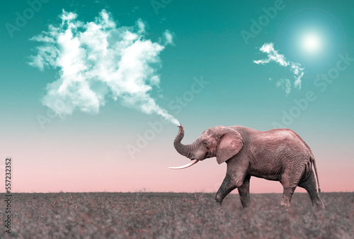Elephant sucking up a cloud with its trunk, metaphorical image of global warming or child's daydream