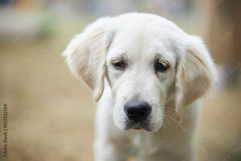 Golden retriever. dog golden retriever. A beautiful golden retriever puppy is sitting on the green grass. portrait of a golden retriever puppy. the concept of love for family, puppies and dogs.