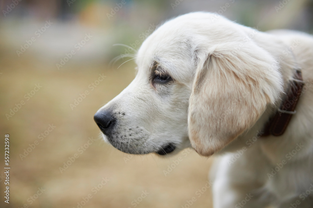 Golden retriever. dog golden retriever. A beautiful golden retriever puppy is sitting on the green grass. portrait of a golden retriever puppy. the concept of love for family, puppies and dogs. Golden retriever. dog golden retriever. A beautiful golden retriever puppy is sitting on the green grass. portrait of a golden retriever puppy. the concept of love for family, puppies and dogs.