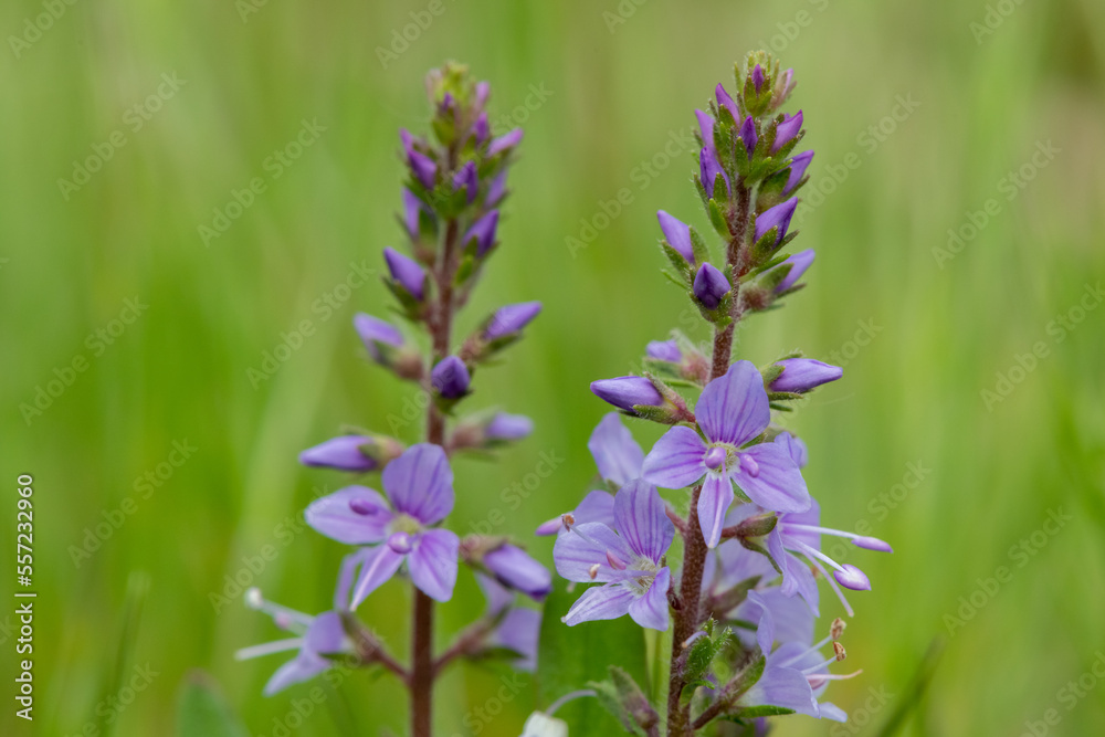 Close up of heath speedwell (veronica officinalis) flowers in bloom Close up of heath speedwell (veronica officinalis) flowers in bloom