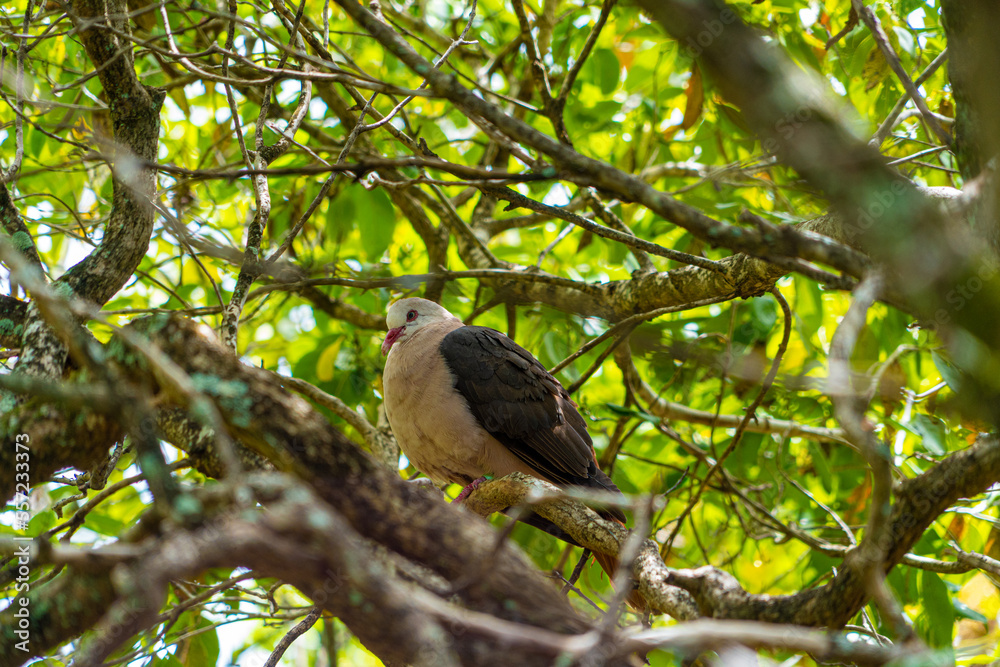 Mauritian pink pigeon perched nesting in dense forest foliage showing pink chest and tail feathers Mauritian pink pigeon perched nesting in dense forest foliage showing pink chest and tail feathers