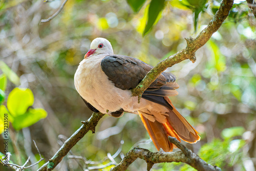 Mauritian pink pigeon perched nesting in dense forest foliage showing pink chest and tail feathers photo