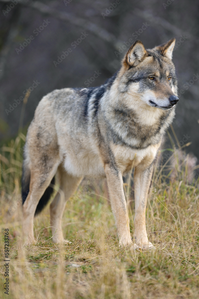 Close-up of large male grey wolf standing in the forest