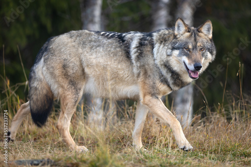 Profile of large male grey wolf walking on a hill in the forest © kjekol
