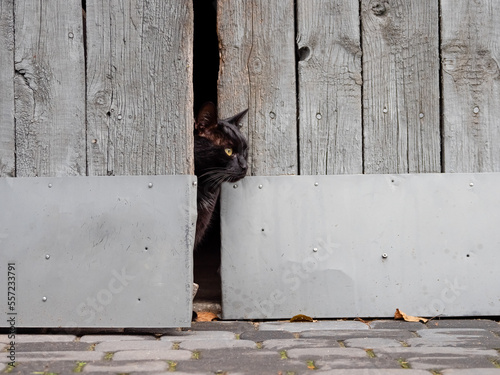 black cat in the doors