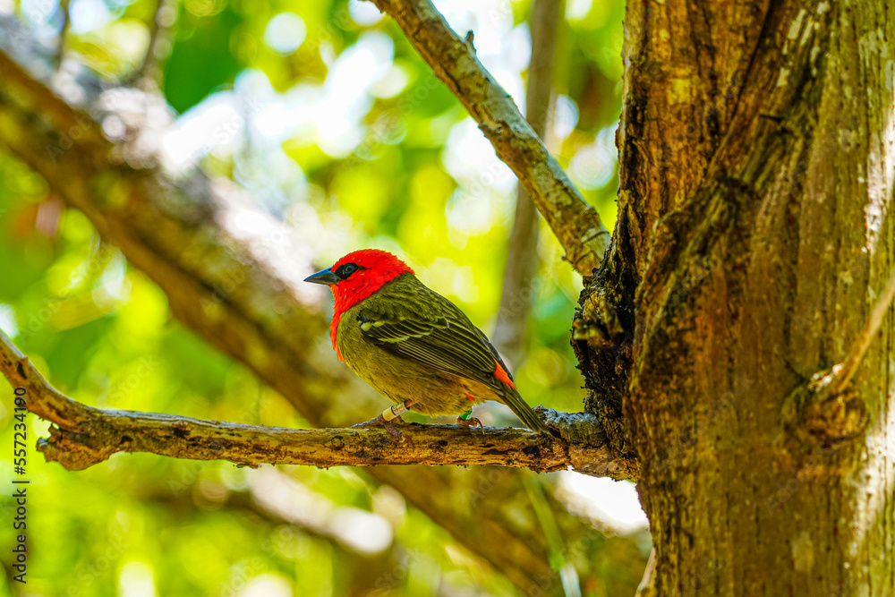 Mauritian red fody native bord wildlife perched and nesting in dense forest foliage showing red chest and green tail feather Mauritian red fody native bord wildlife perched and nesting in dense forest foliage showing red chest and green tail feather