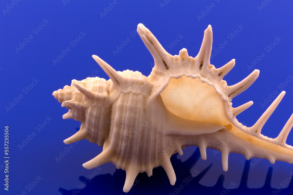Big skeleton of sea shell on blue background, close up Big skeleton of sea shell on blue background, close up