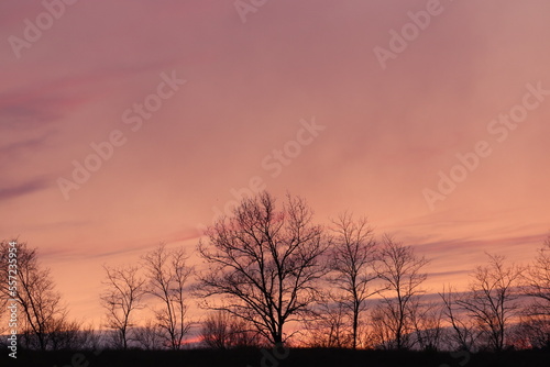 alberi spogli in inverno al tramonto