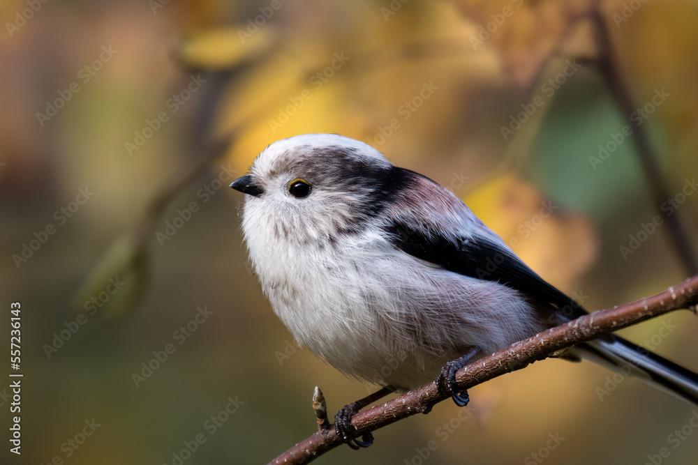 Fototapeta premium Long-tailed Tit sitting on a twig, Aegithalos caudatus, bird with white feathers and black tail, small European bird, fast and agile, looks like a small white ball