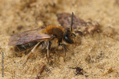 Closeup on a fresh emerged femalesandpit mining bee, Andrena barbilabris sitting in the sand © Henk