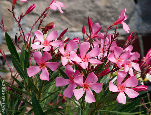 Oleander oder Rosenlorbeer (Nerium oleander). Ein Bush mit Blütezeit Rosa- bis Violetttönen, Blütenkronblätter sind trichterförmig auf Dunkelgrün lanzettliches und zugespitztes Laub
 photo