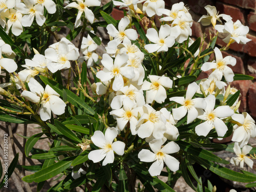 (Nerium oleander) Oleander oder Rosenlorbeer. weiß blumen mit am Schlund, fransige Anhängsel und kurzen Staubfäden
