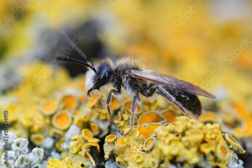 Closeup on a hairy male early flying small sallow mining bee And photo