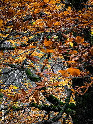otoño