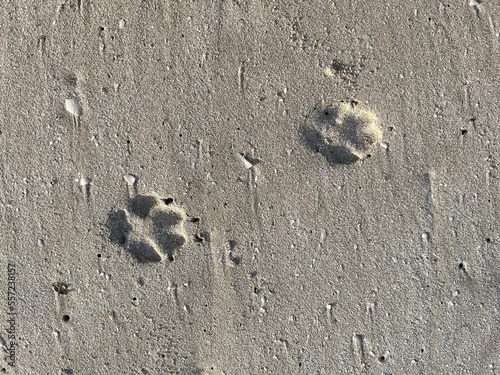 dog footprints in the sand on the beach
