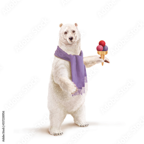 ours blanc    charpe mauve  glace    la main  neige  trois boules  dessert  fraicheur  glac    frais  montrant  faune  illustration  arctique  blanc  glace  animal  nature 