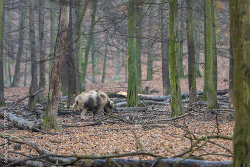 Wild boar - Sus scrofa - in the forest and by the in its natural habitat. Photo of wild nature.