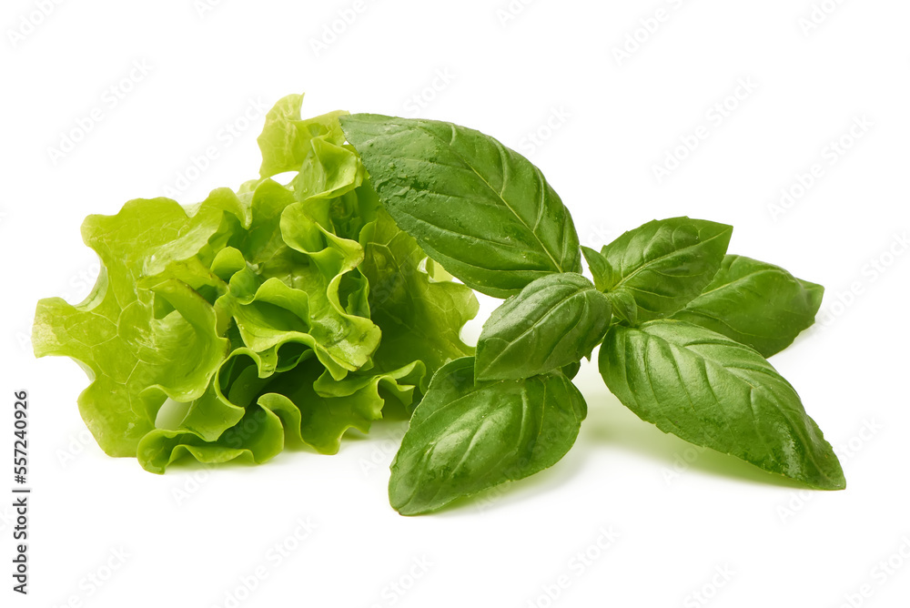 Basil leaves, isolated on white background. Basil leaves, isolated on white background.