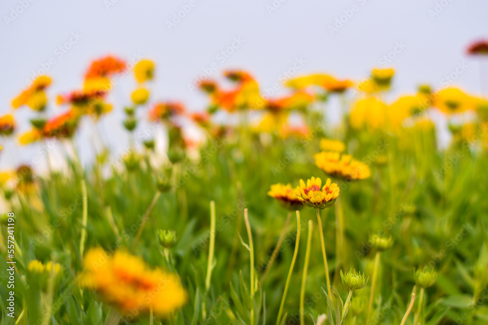 Obraz premium Close up image of yellow and dark red sun flowers with dense green leaves