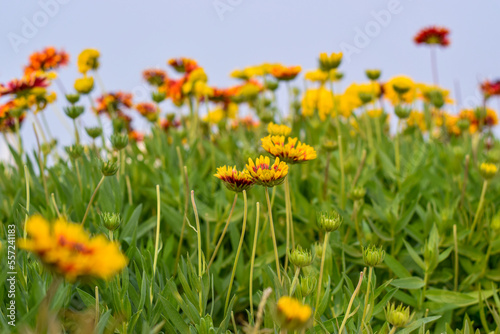 Close up image of yellow and dark red sun flowers with dense green leaves