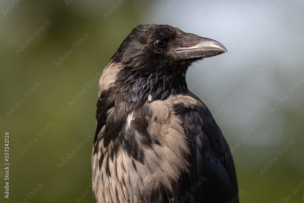 Raben- x Nebelkrähe (Corvus corone x cornix) Raben- x Nebelkrähe (Corvus corone x cornix)