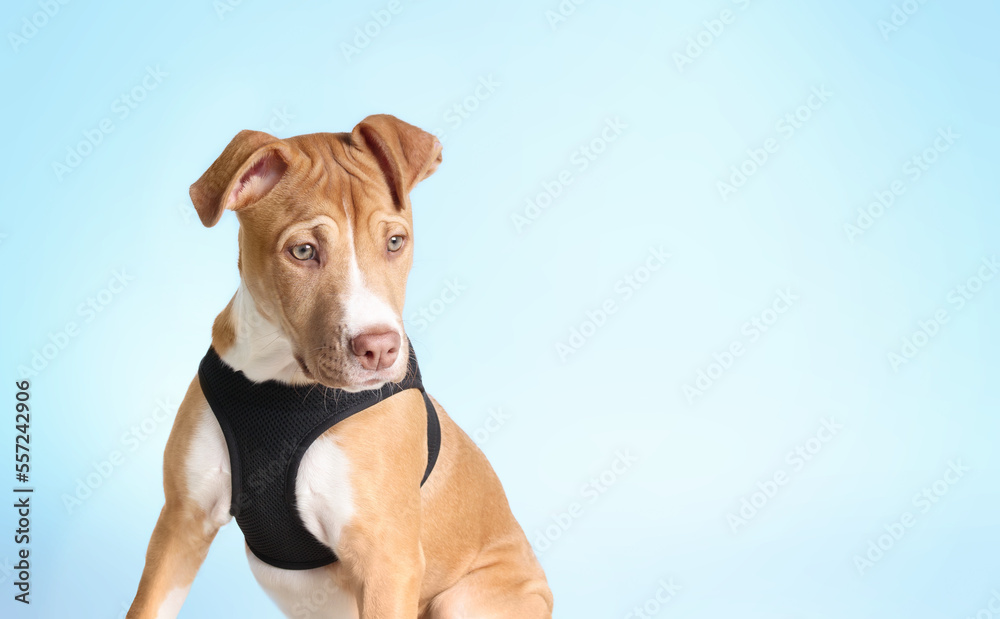 Boxer mix puppy with harness on blue background. Cute front view of large breed puppy dog looking at camera. 4 months old, female Boxer Pitt mix, fawn color. Big dog harness concept. Selective focus.