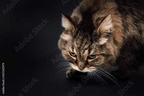 Tabby cat stalking up on something dark background. Front view of beautiful cat sneaking, hunting or in prey mode. Intense body language. 17 years old, female long hair tabby cat. Selective focus.