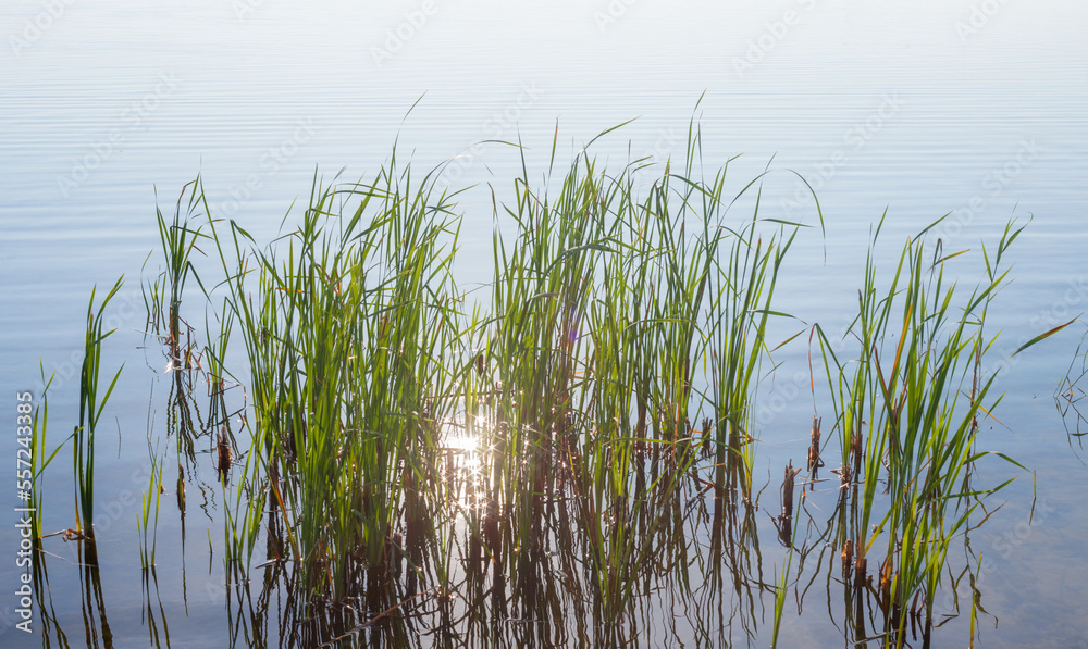 Reeds and sunshine in the water Reeds and sunshine in the water
