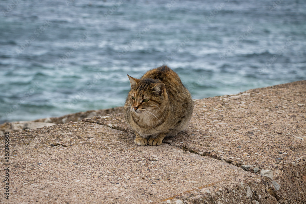 Obraz premium cat sitting snuggly by the waves