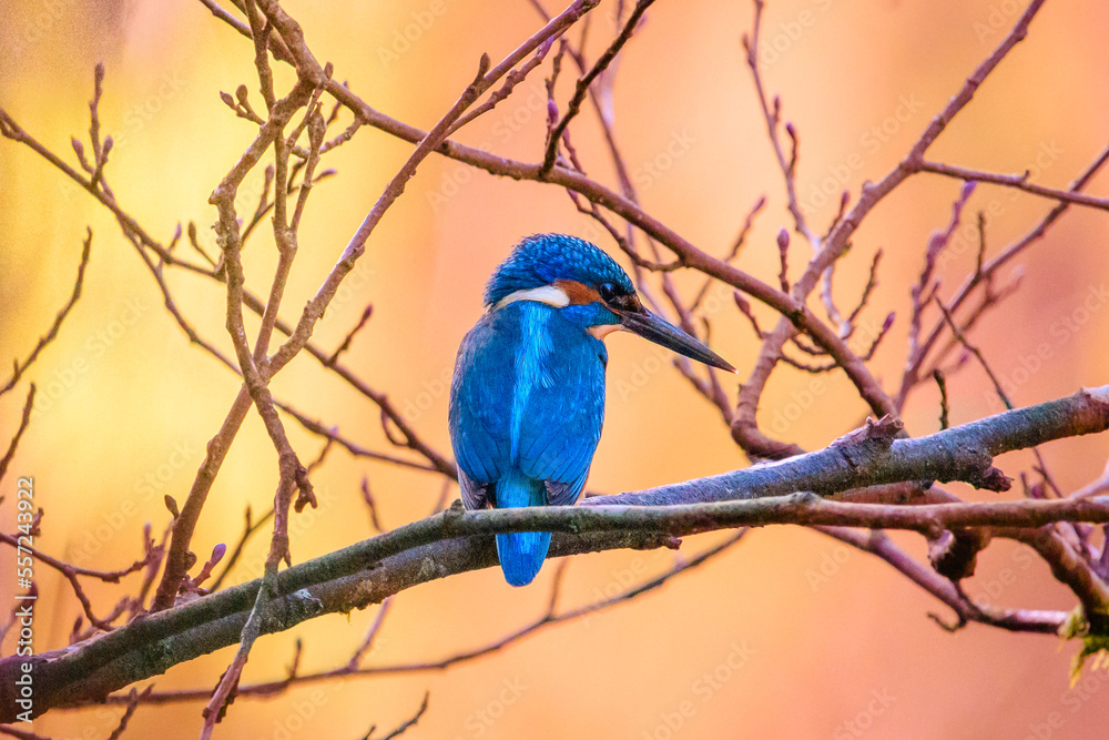 Portrait of kingfisher on a branch in late sunlight