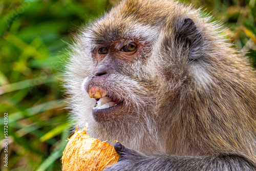 Mauritius grand bassin macaque monkey close up head and shoulders low level view eating coconut