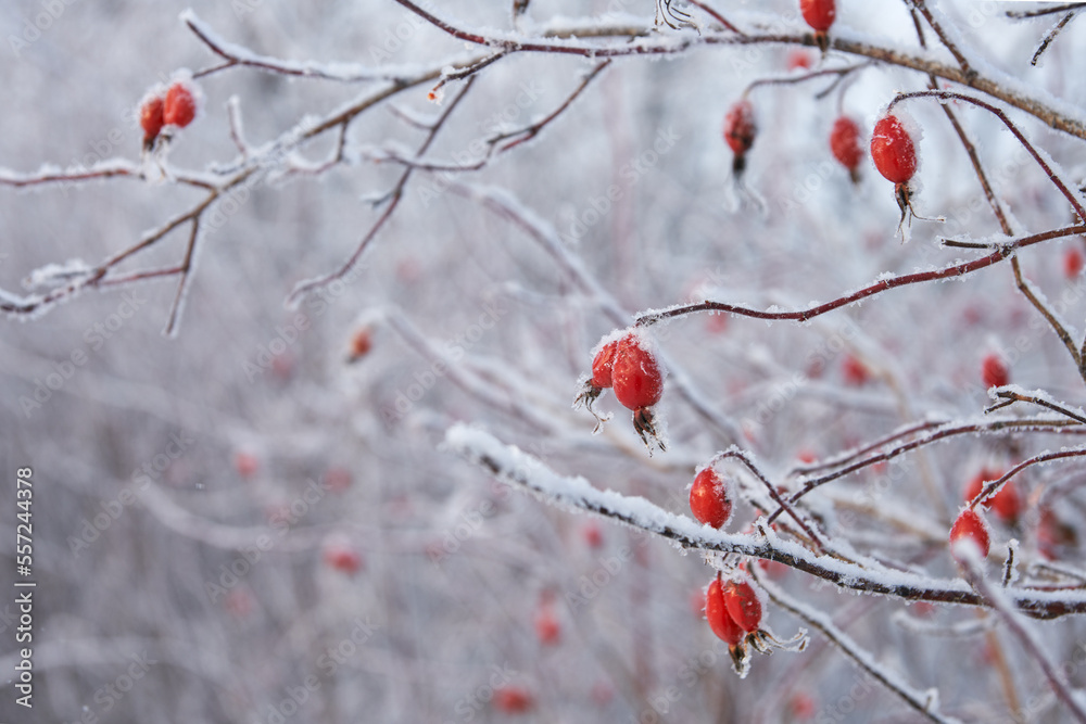 Thickets of winter rosehip. In the foreground is a frosted branch with red berries in needles of frost. The background is blurred. Copy space. Thickets of winter rosehip. In the foreground is a frosted branch with red berries in needles of frost. The background is blurred. Copy space.