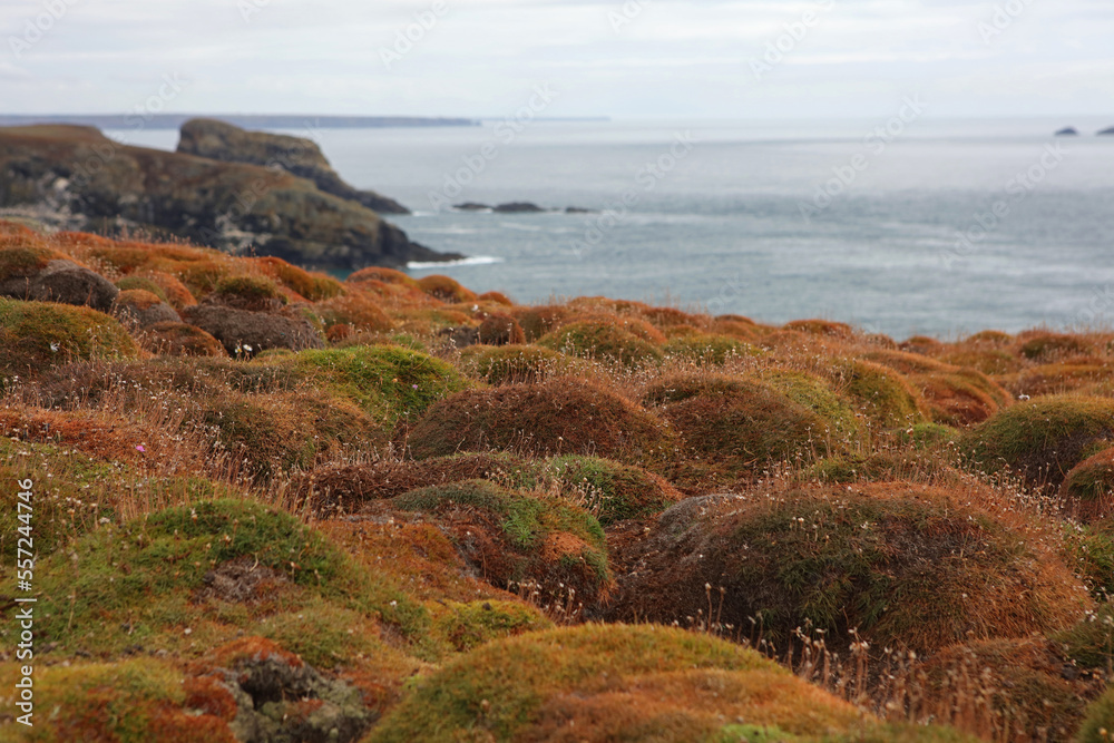 Colorful mosses and lichens on Skomer Island, Pembrokeshire Coast National Park, Wales, United Kingdom