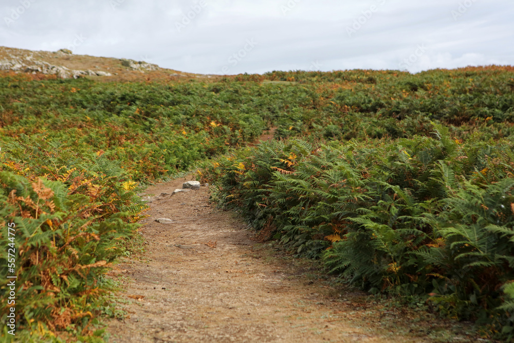 Walking path between ferns on Skomer Island, Pembrokeshire Coast National Park, Wales, United Kingdom