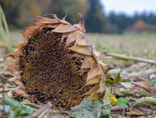 Dying sunflower