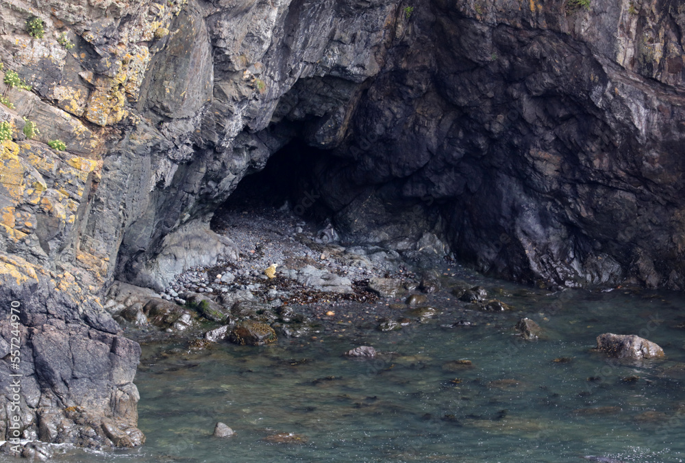 Cave with grey seal puppy near Skomer Island, Pembrokeshire Coast National Park, Wales, United Kingdom