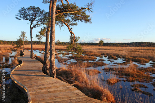 The restored boardwalk at Thursley Common, Surrey, after it was destroyed by wildfire during the pandemic. photo