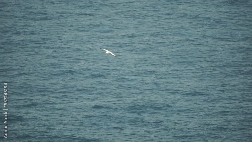 A seagull flies against the blue sky. symbol of freedom. A large seagull soars over the sea, slow motion. HD Concept of freedom A seagull flies against the blue sky. symbol of freedom. A large seagull soars over the sea, slow motion. HD Concept of freedom