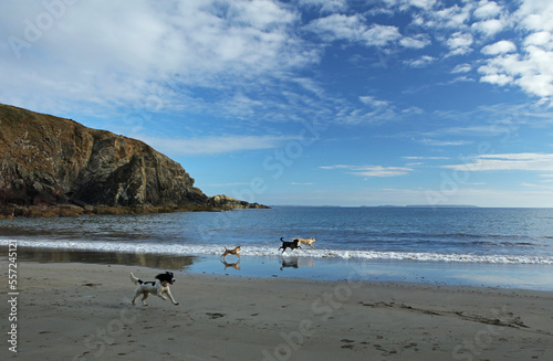 Dogs on Caerfai Beach in Pembrokeshire Coast National Park, Wales, United Kingdom photo