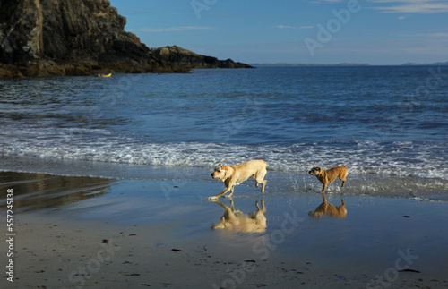 Dogs on Caerfai Beach in Pembrokeshire Coast National Park, Wales, United Kingdom photo