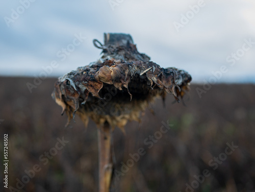 Dying sunflower