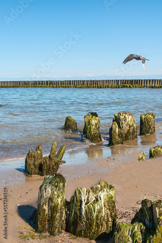 old logs overgrown with algae, a breakwater destroyed by time on the sandy beach of the Baltic Sea. Kaliningrad. Russia © westermak15
