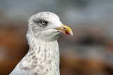 Herring Gull (Macro)