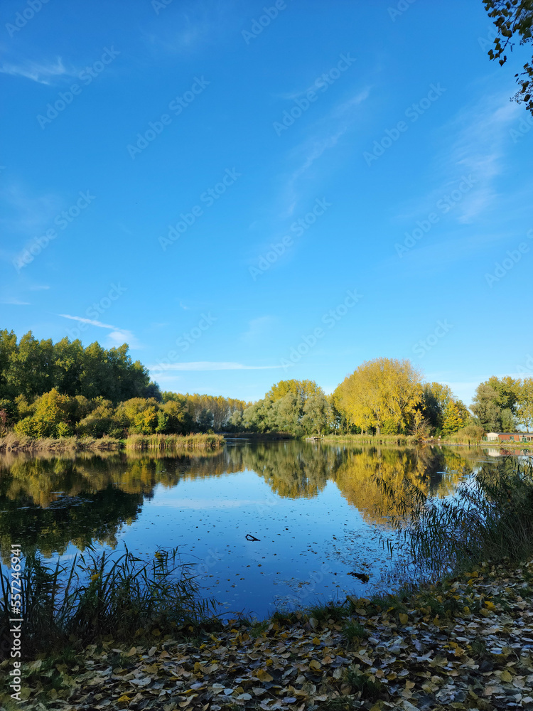 Trees reflection on the lake in a nice weather